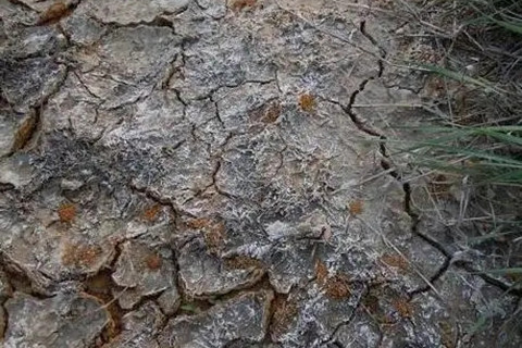 土壤重金屬污染現狀分析