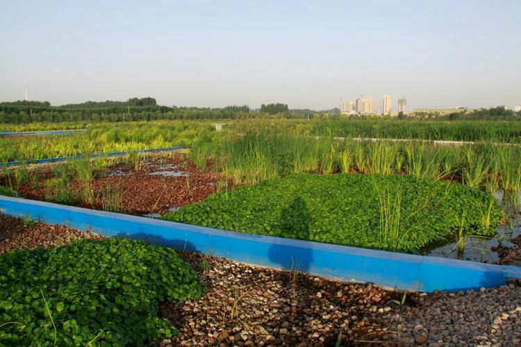 生態潛流濕地現場 生態潛流濕地現場