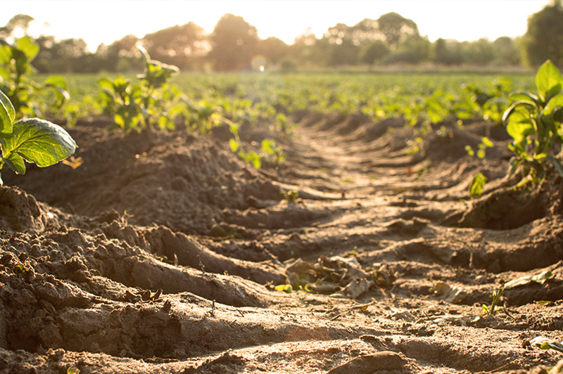 土壤耕種照片 土壤耕種照片